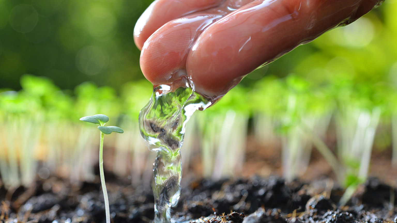 A grower's hand gently watering a seedling