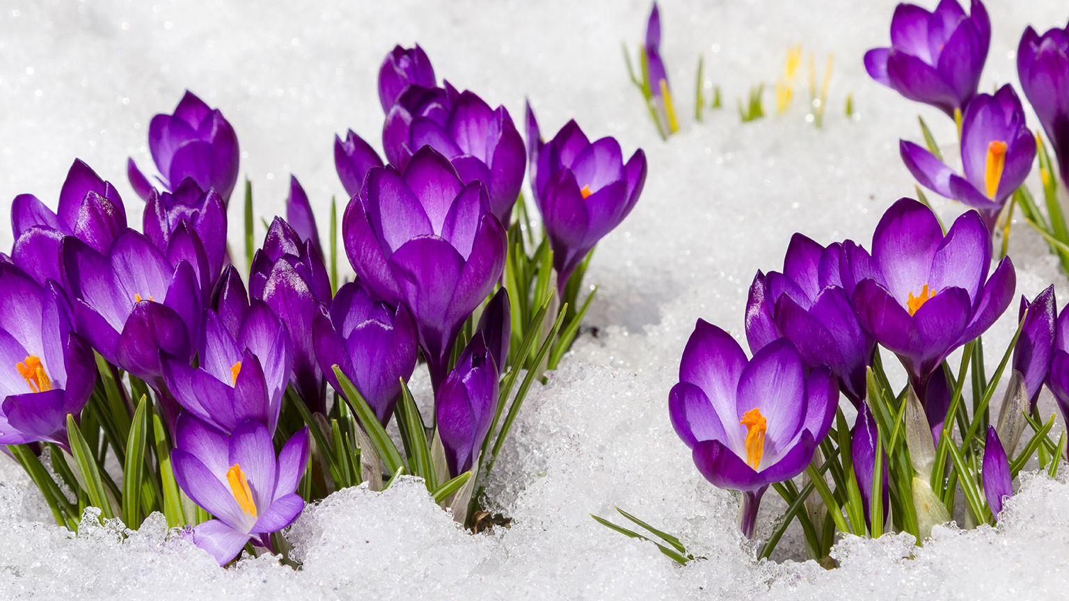 Crocus flowers in the snow