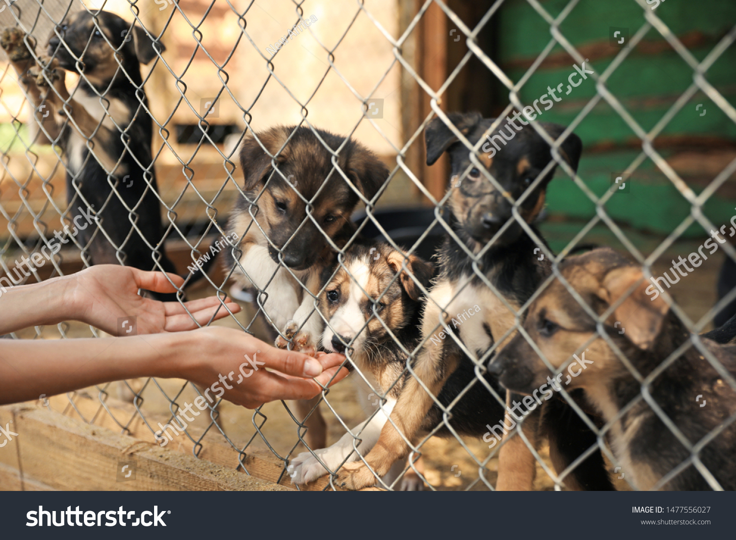 Woman near cage with homeless dogs in animal shelter, closeup. 