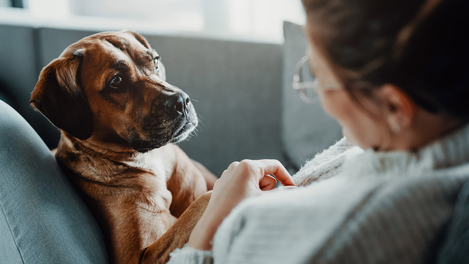 A doog looking at it's owner