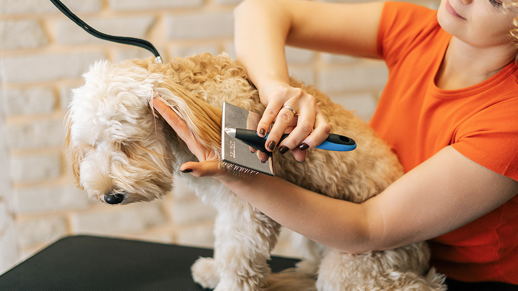 female groomer combing ears of curly dog with brush