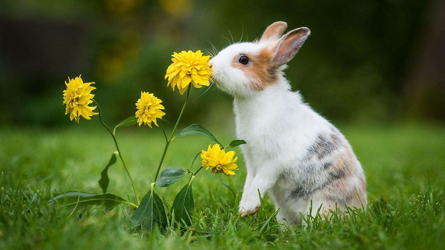 A rabbit eating a wildflower