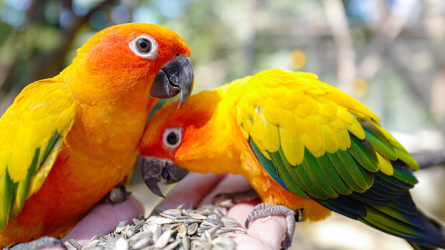 Two brightly coloured parrots