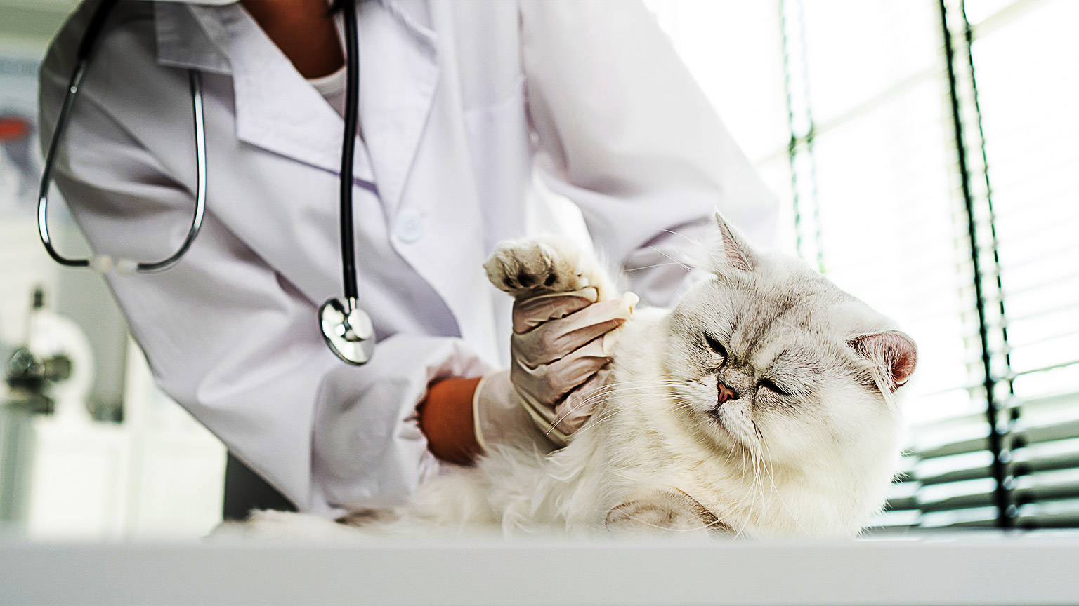 a cute cat being handled by a veterinarian