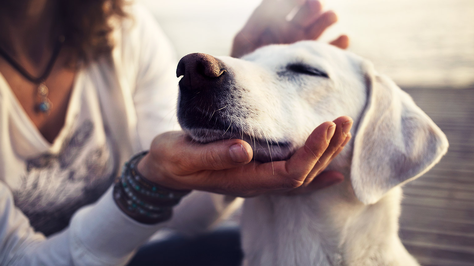 A dog feeling comfortable in the hands of a person