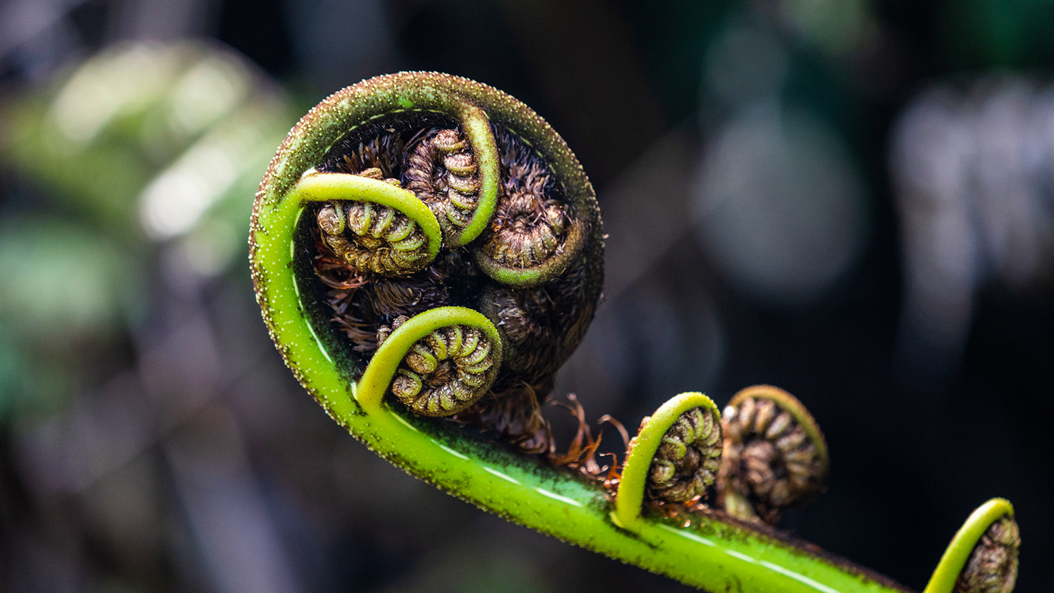 A baby koru unfurling