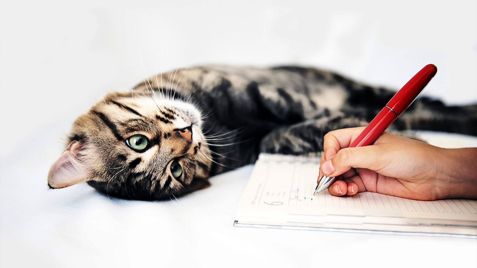 A cat playfully lying down while a person is writing down notes