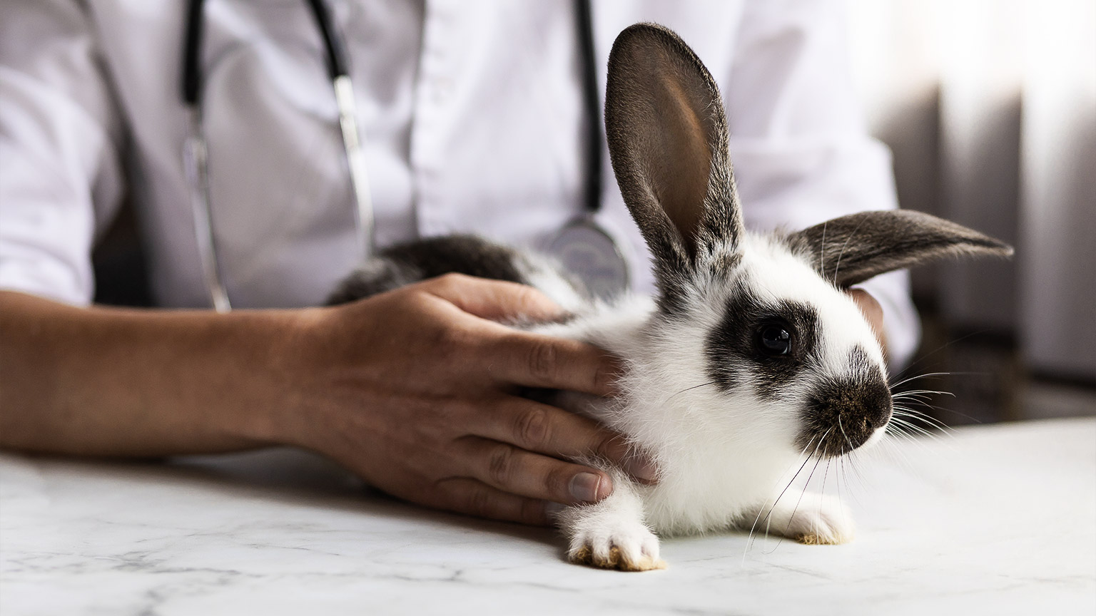 diagnostics of health of pet in veterinary clinic. rabbit in arms of medical worker.