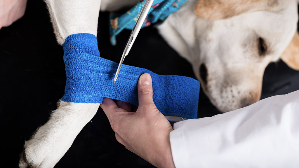 Dog Jack Russell Terrier getting bandage after injury on his leg at home