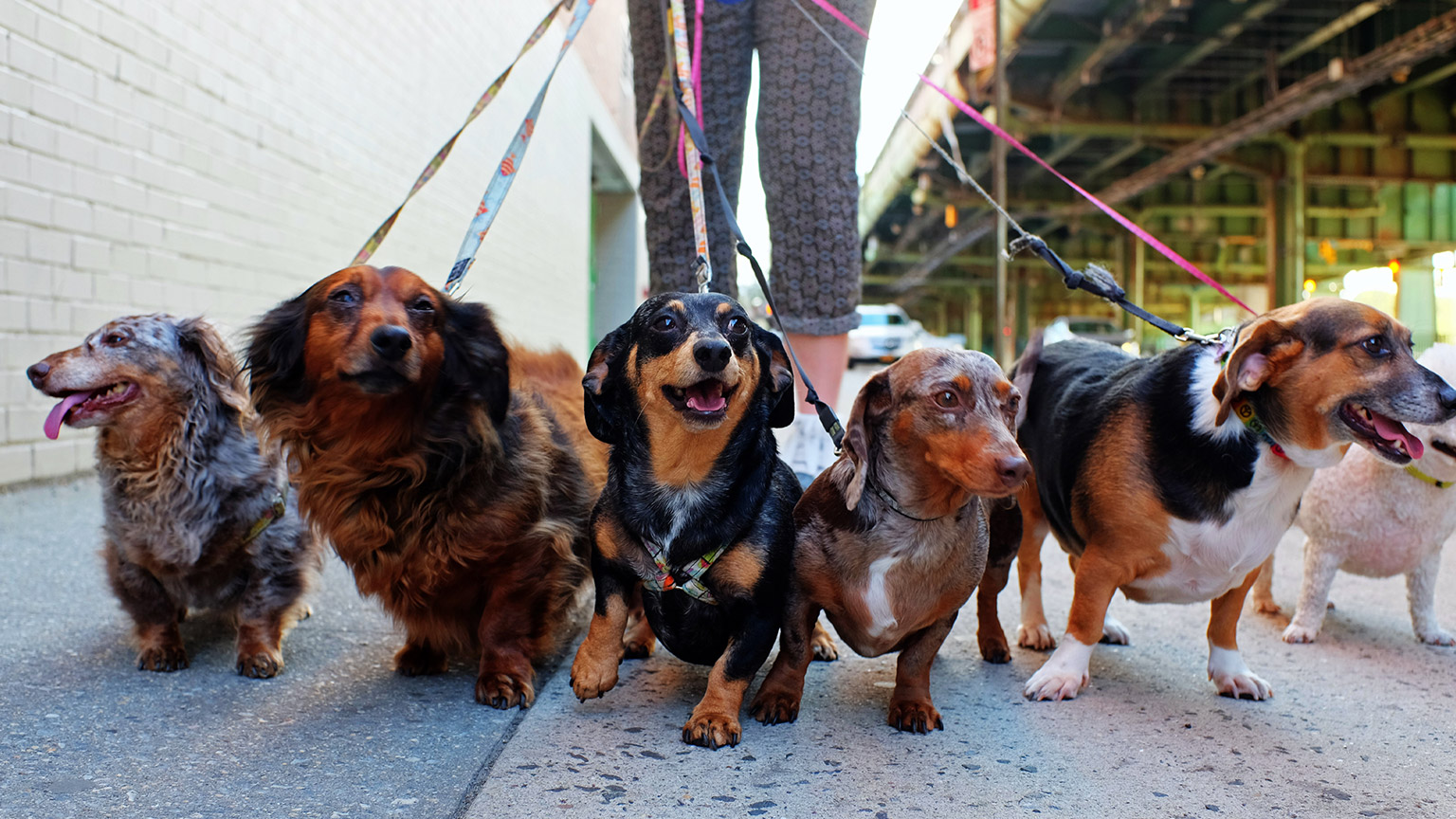 A dog walker with dogs