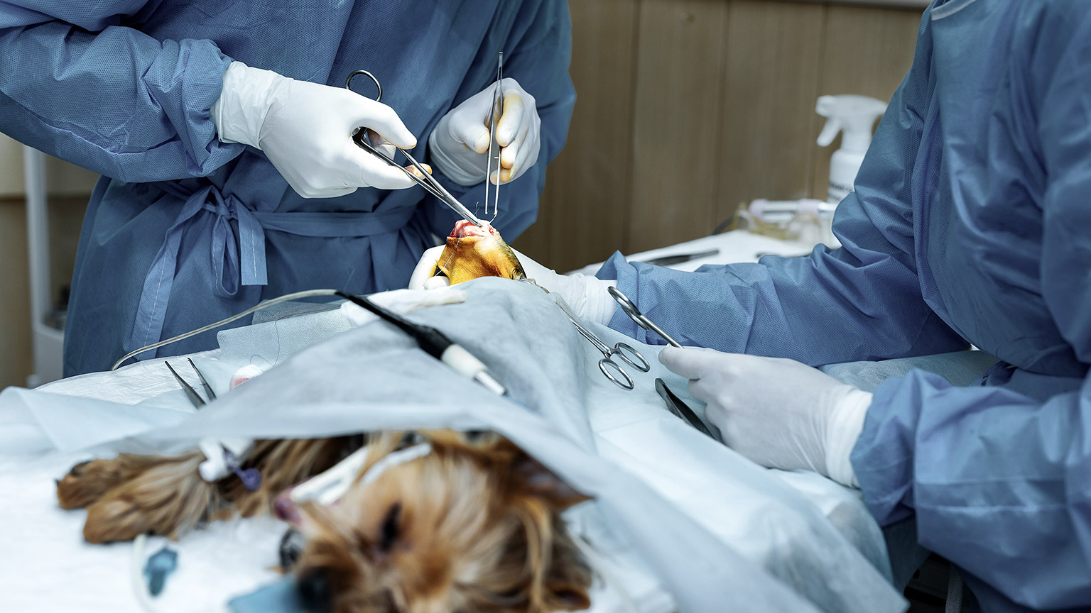 Dog on surgery