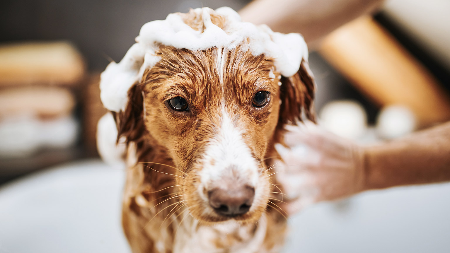 Dog taking a bath