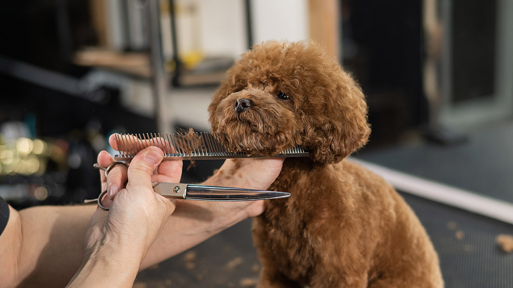 Woman trimming toy poodle with scissors in grooming salon.