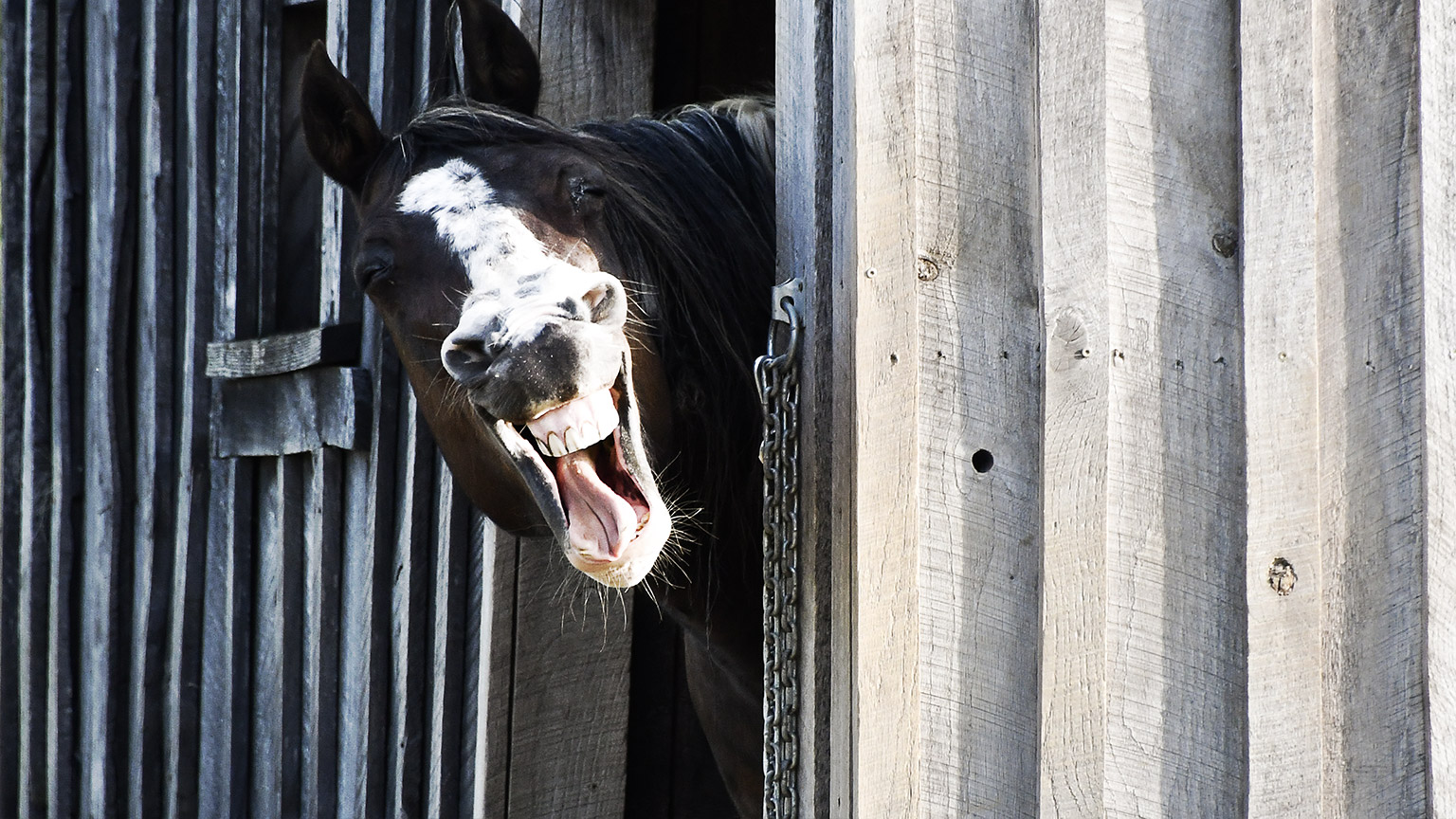 horse looking over fence 