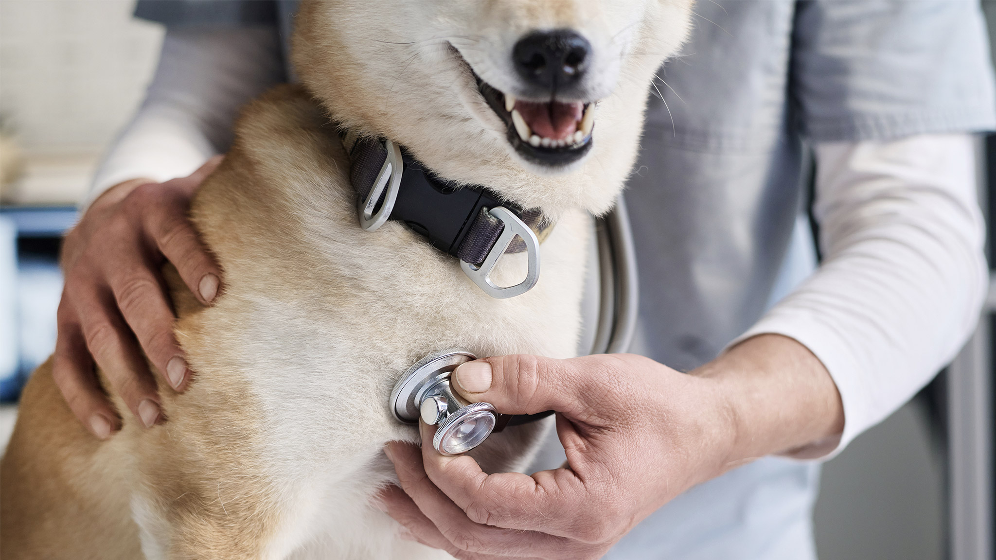 aucasian male vet listening to heartbeat of dog patient using stethoscope