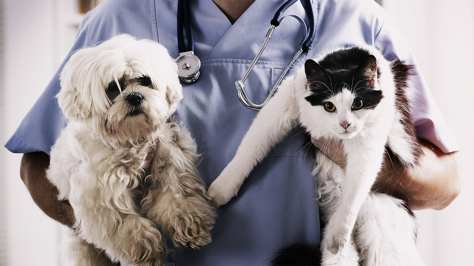 Vet with dog and cat in his hands