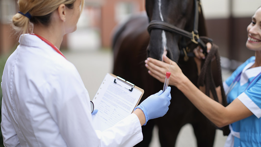 Two veterinarians examine horse and take biological sample