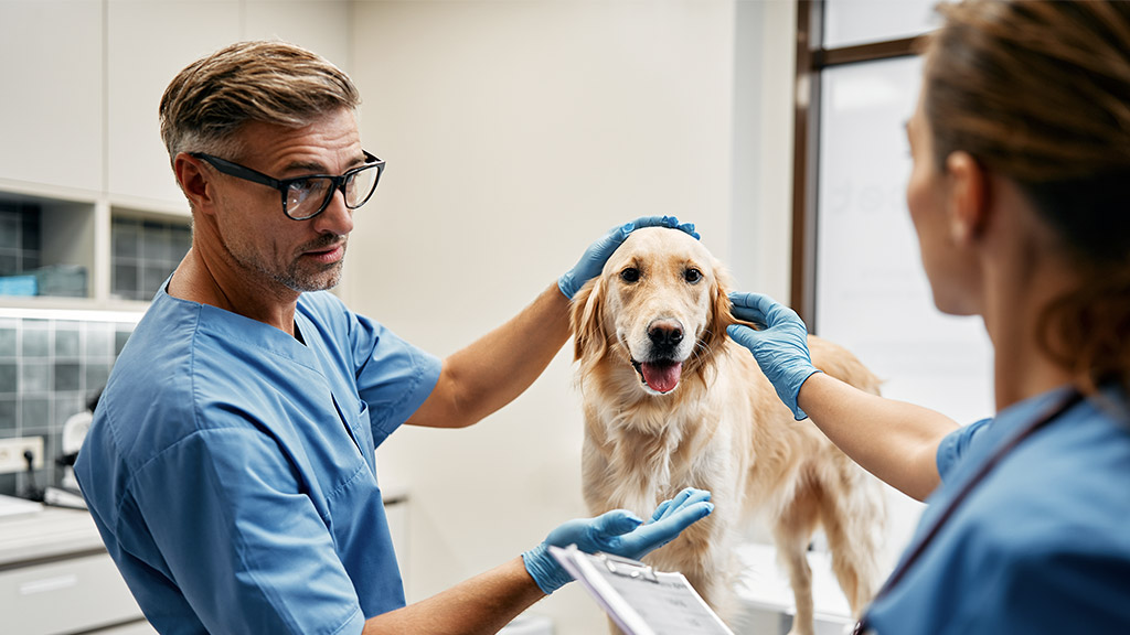 Veterinarians doctors in blue uniforms conduct a routine examination of a dog on a table in a modern office of a veterinary clinic