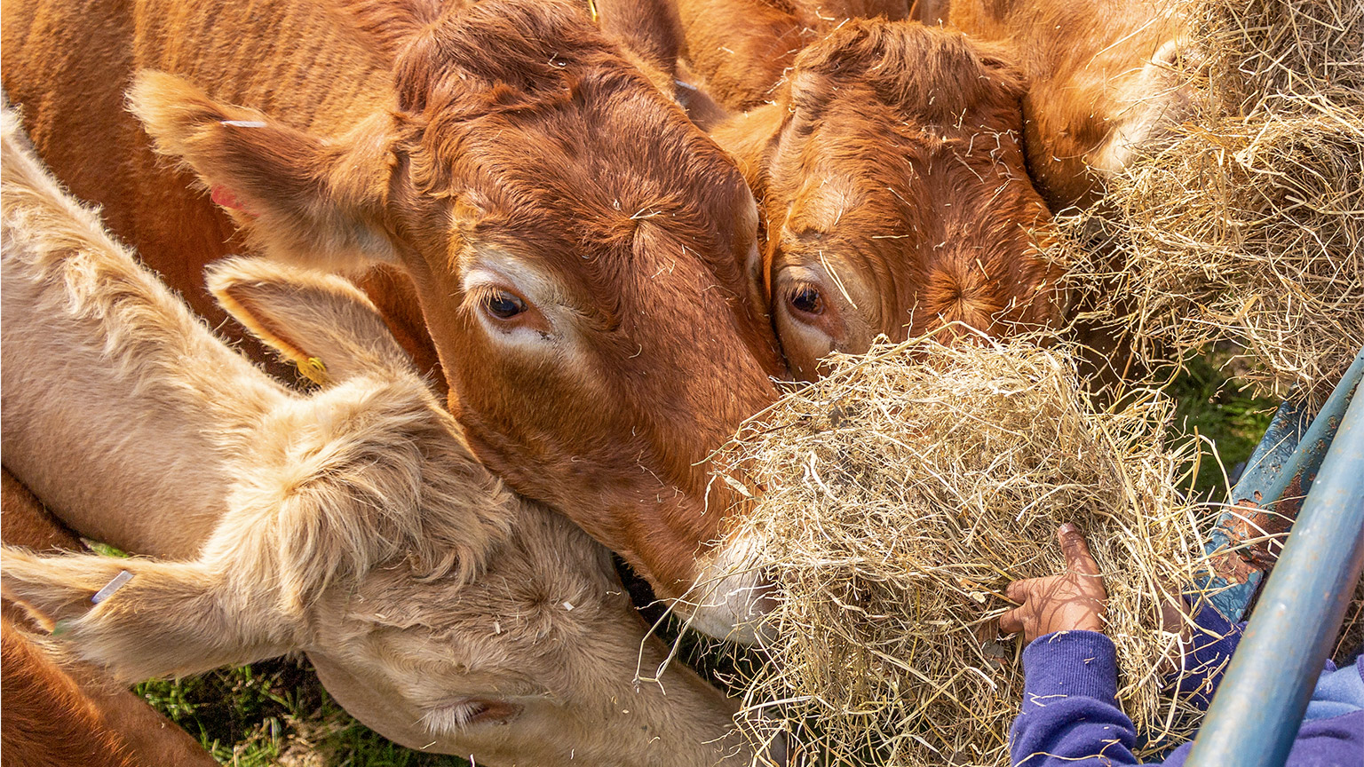 Limousin cows being fed hay by hand