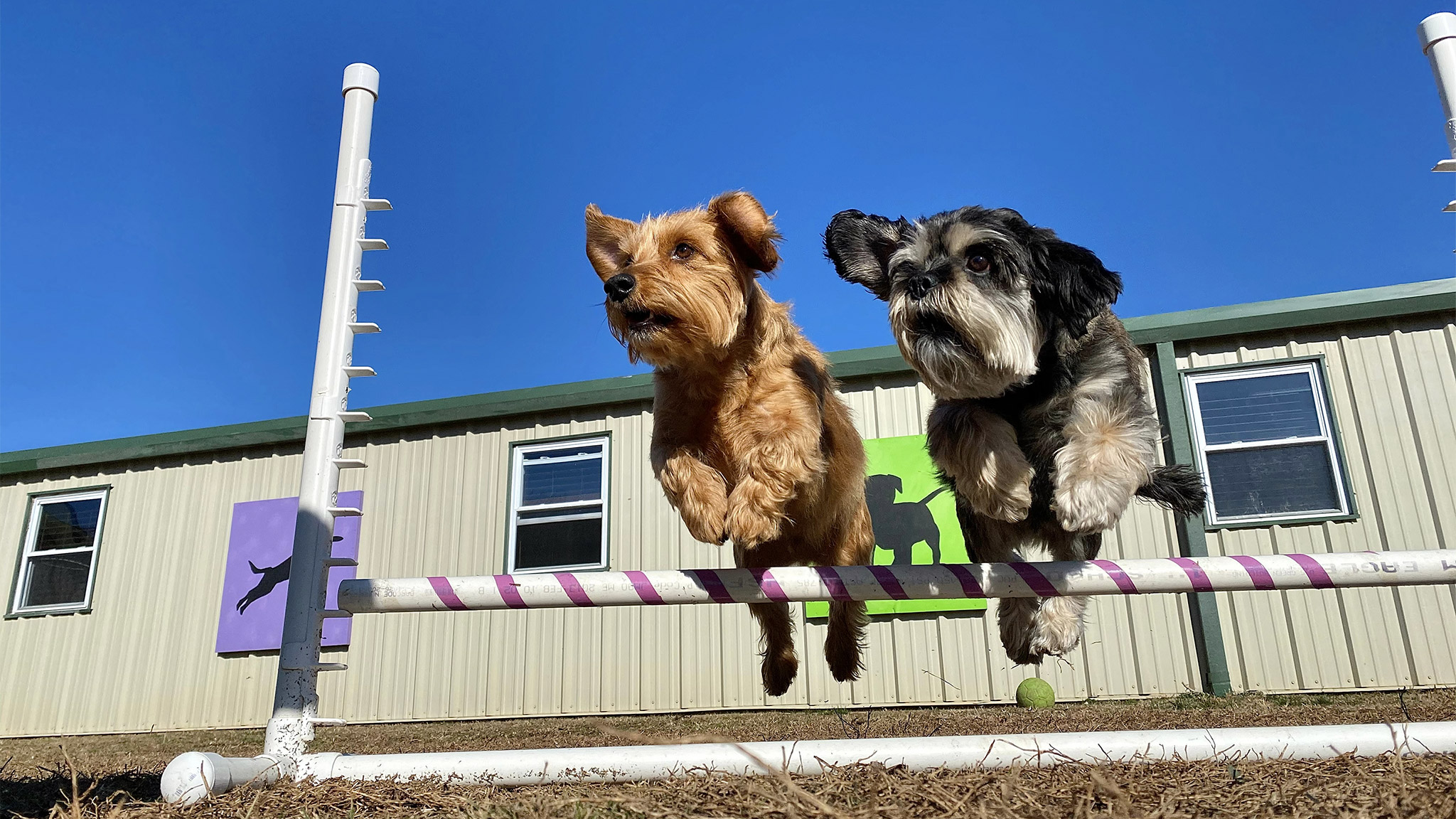 cool portrait of dogs jumping agility together