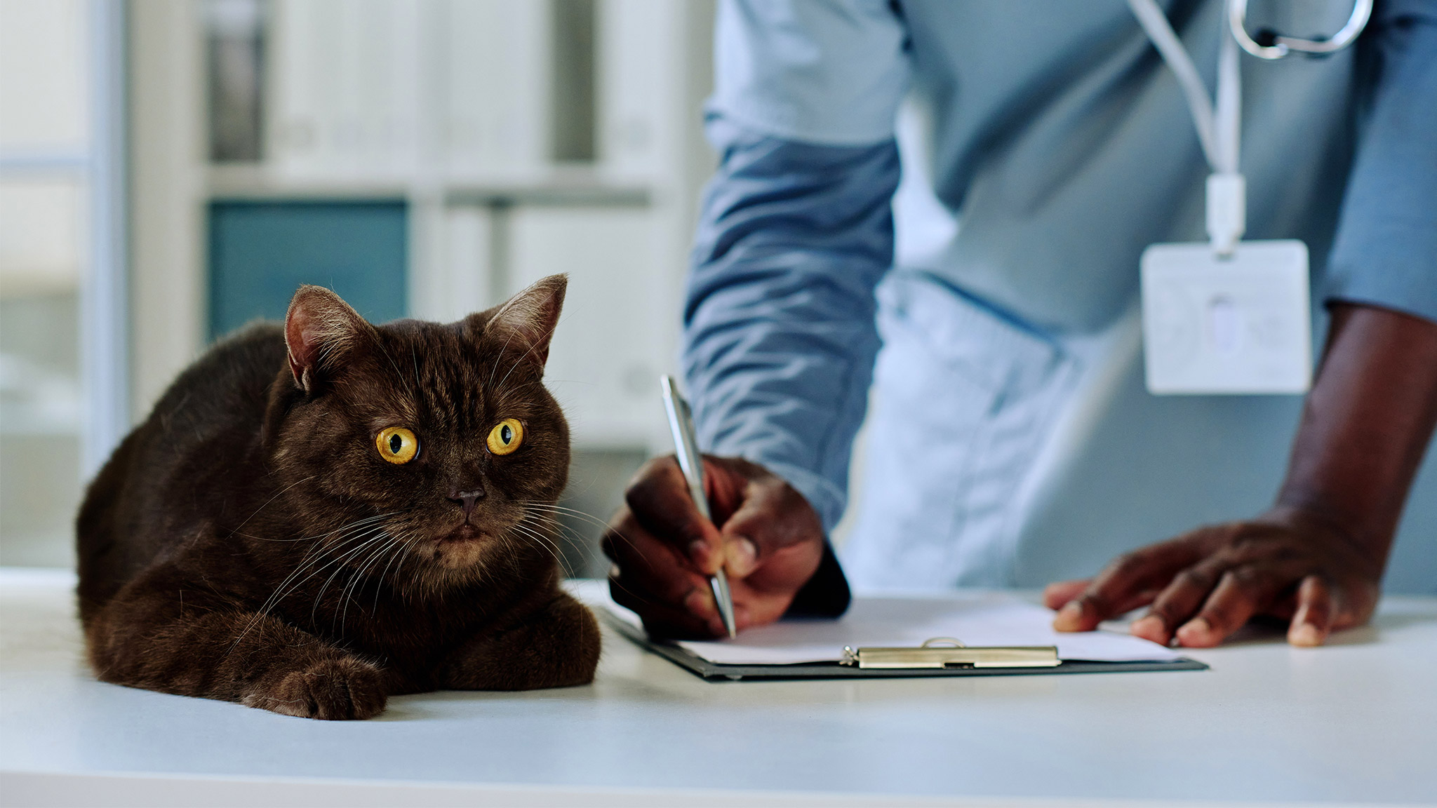 Vet doctor writing prescription at clinic