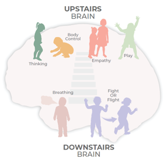 Upstairs and downstairs brain