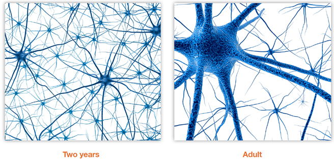 Neuron connections