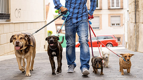 Professional dog walker or pet sitter walking a pack of cute different breed and rescue dogs on leash at city street.