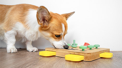 Corgi dog bent over interactive educational toy for, puzzle,