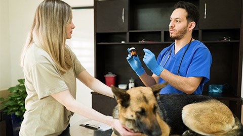 Male vet holding prescription pills for the injury and pain of a dog