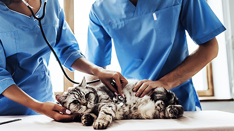 a pair of veterinarian attending on a cat