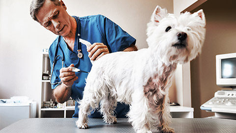 a veterinarian in treating a cute dog