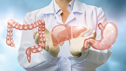 Doctor shows organs the digestive system on blurred background