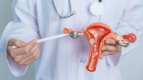 Doctor holding Uterus and Ovaries model