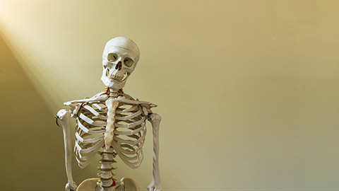 Half body of human skeleton model