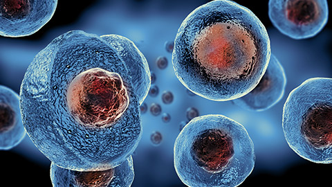 embryonic stem cells