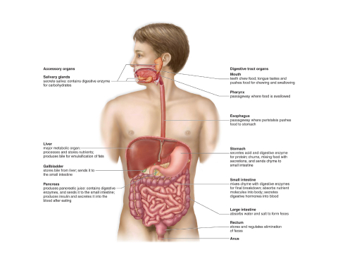 digestive system