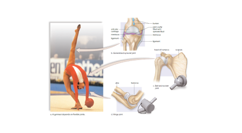 flexible joints