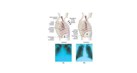 inhaltion and exhalation process