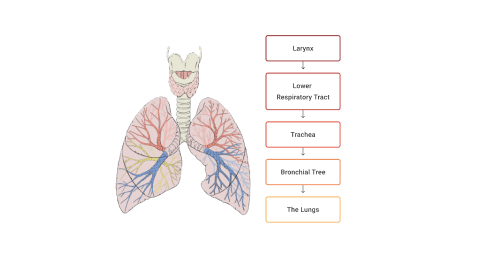 lower respiratory tract