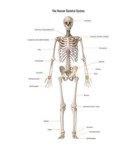 human skeletal system