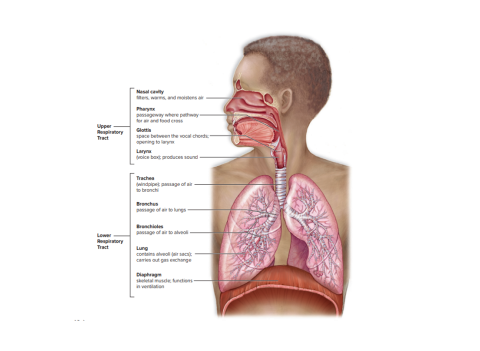 parts of respiratory tract