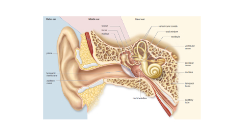 parts of the ear