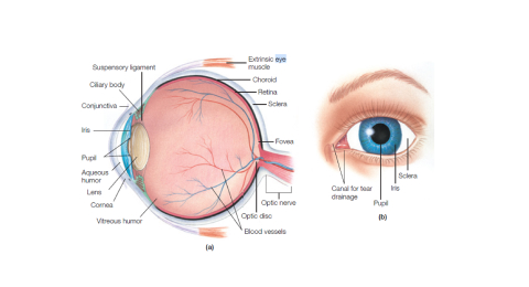 parts of the eye