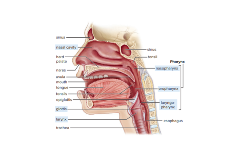 parts of the nose and it's interconnected parts of the human body