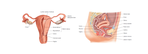 female reproductive system