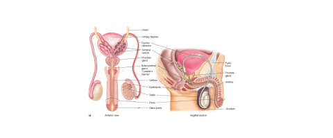 male reproductive system