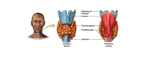 thyroid and parathyroid glands