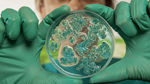 Scientist holding a petri dish with virus cells