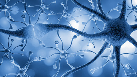 Neurons cells illustration